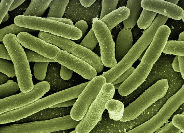 gut bacteria cells