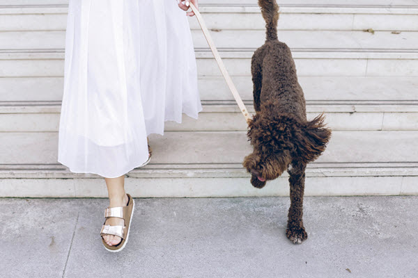 having dog in the workplace