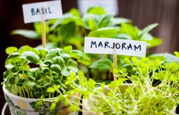 make your home eco-friendly through planting herbs