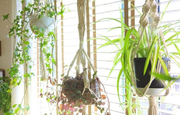 how to create green spaces by hanging plants in your condo