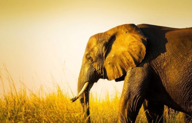  Lessons Learned From The Elephants – Five Secrets To Self-Development From The Noble Giants