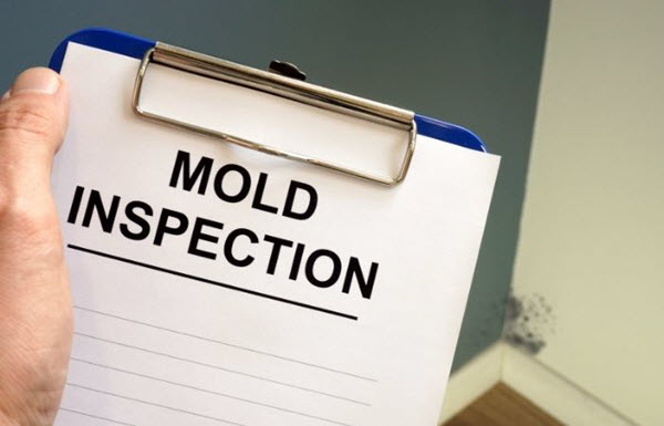 reason to hire professionals to remove mold in your home