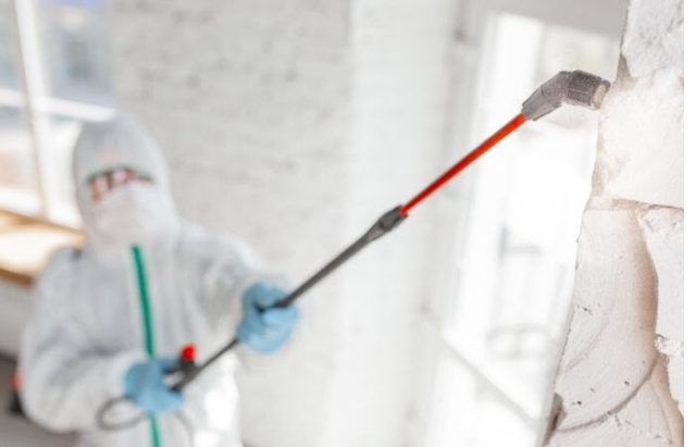  5 Reasons To Hire Professionals To Remove Mold In Your Home