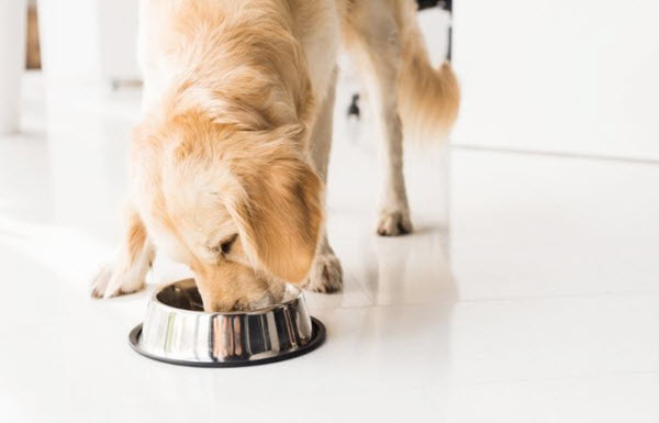 dog needs dog bowls