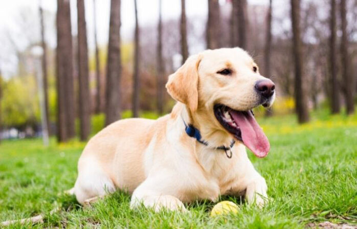 what do dogs need what do dogs need