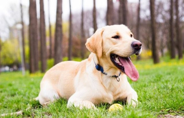  5 Essential Items Every New Dog Owner Needs