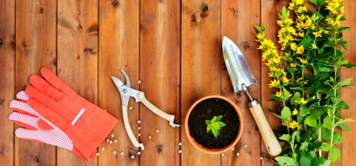 Best Gardening Tips