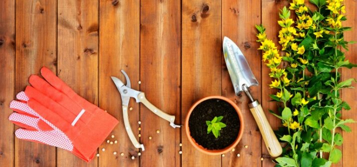 Best Gardening Tips