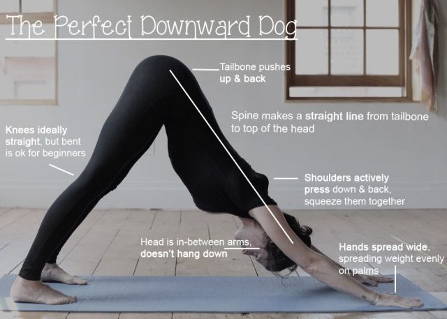 Downward dog pose