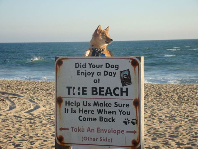 6 Reasons Why To Go On Dog-friendly Beach For Holiday