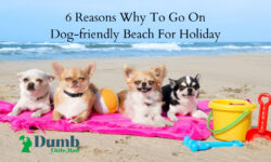 6 Reasons Why To Go On Dog-friendly Beach For Holiday