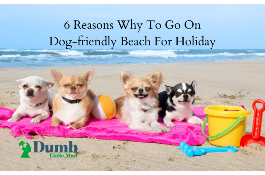  6 Reasons Why To Go On Dog-friendly Beach For Holiday