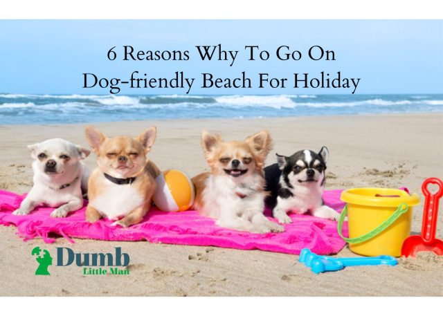 6 Reasons Why To Go On Dog-friendly Beach For Holiday