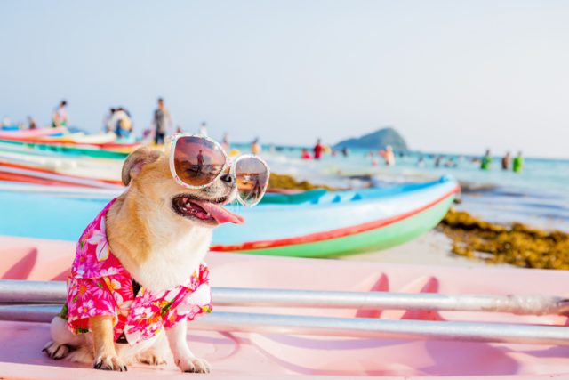 6 REASONS FOR TAKING DOGS ON VACATION