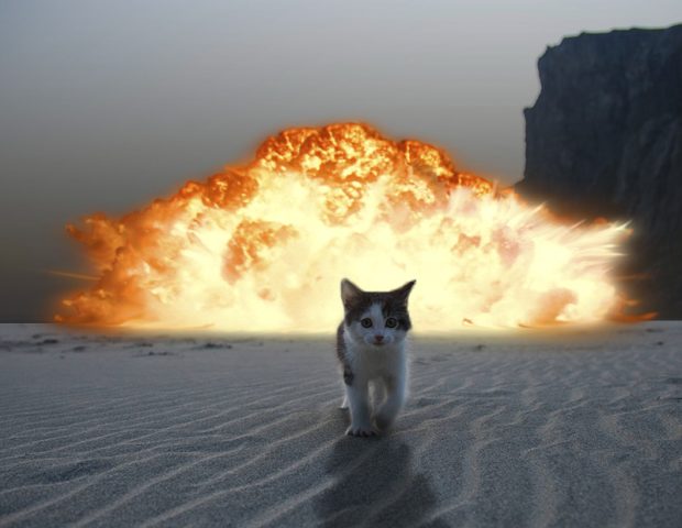 beautiful cat walking on desert