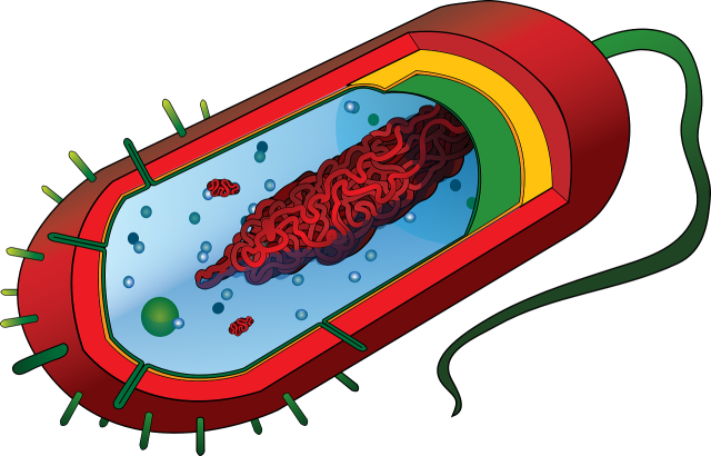 immune complex review