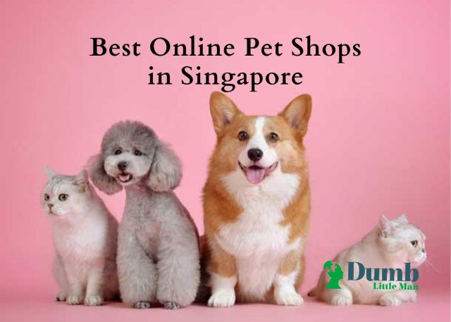 Best Online Pet Shops in Singapore