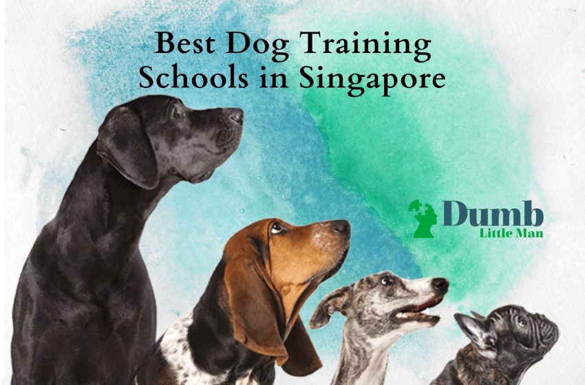  5 Best Dog Training Schools in Singapore 2023