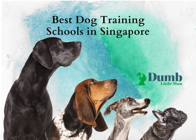 Best Dog Training Schools in Singapore