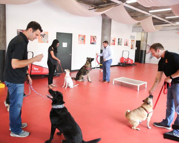 What Are The Best Professional Dog Training Schools In Singapore?