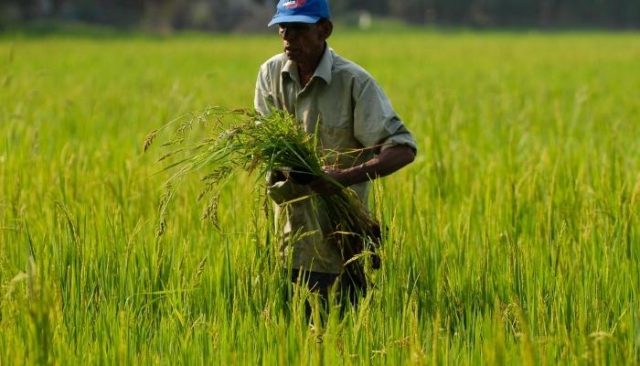 Agricultural Businesses