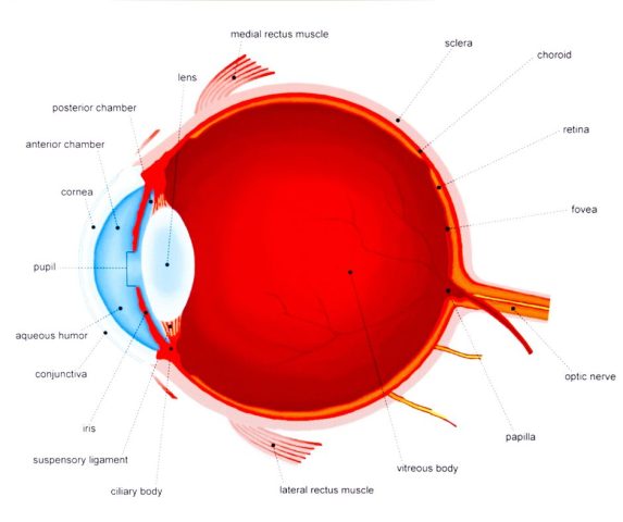 macular degeneration