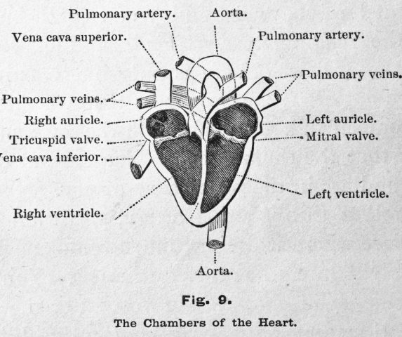 how does blood flow through the heart