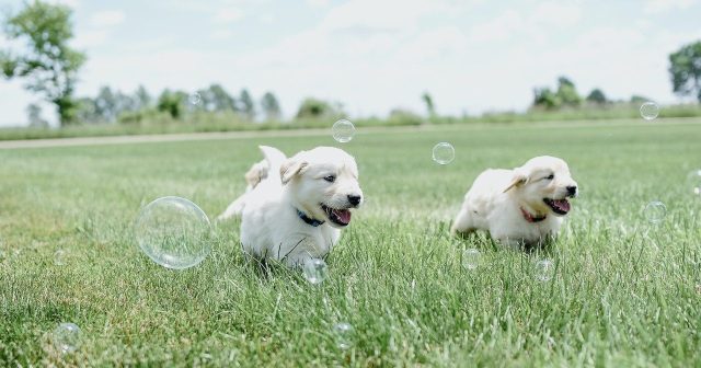 dogs in the grass