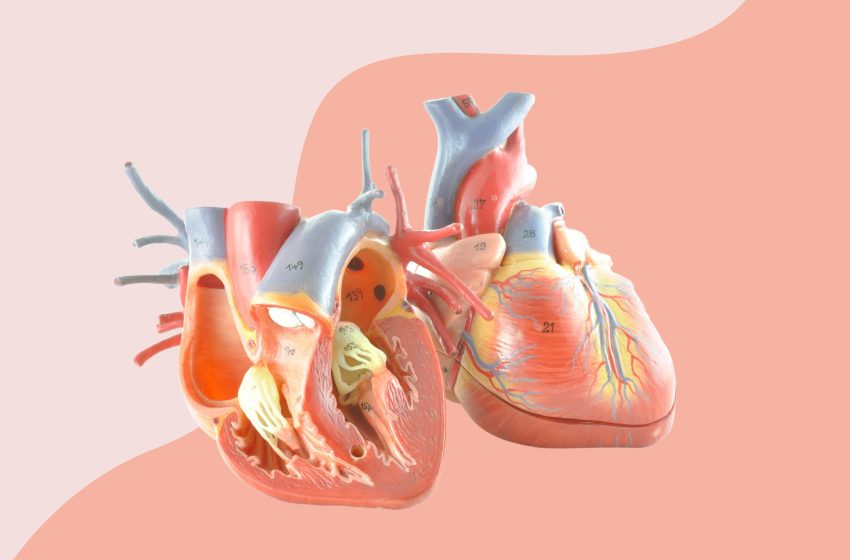  How Does Blood Flow Through The Heart: Complete Guide 2023