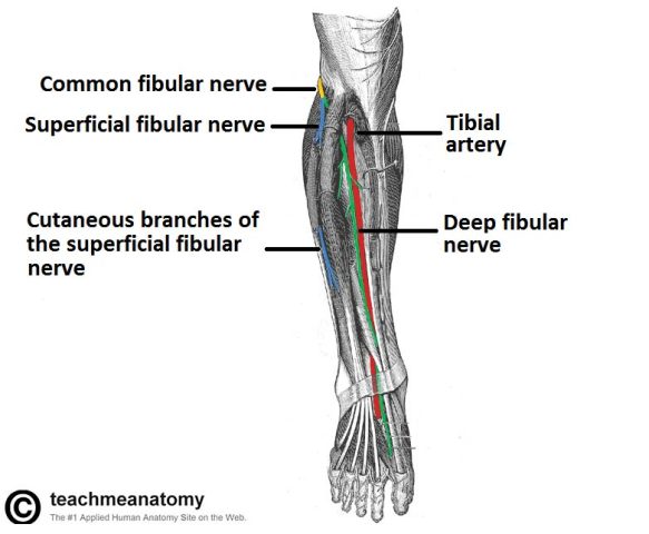 peroneal nerve