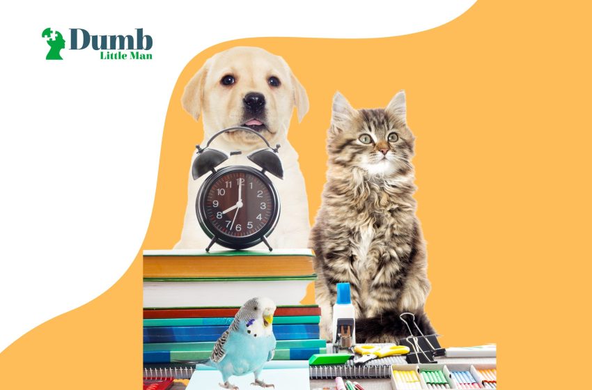  5 Best Pet Supplies Singapore 2023