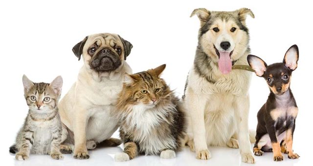 What Are The Factors To Consider When Picking A Pet Store In Singapore