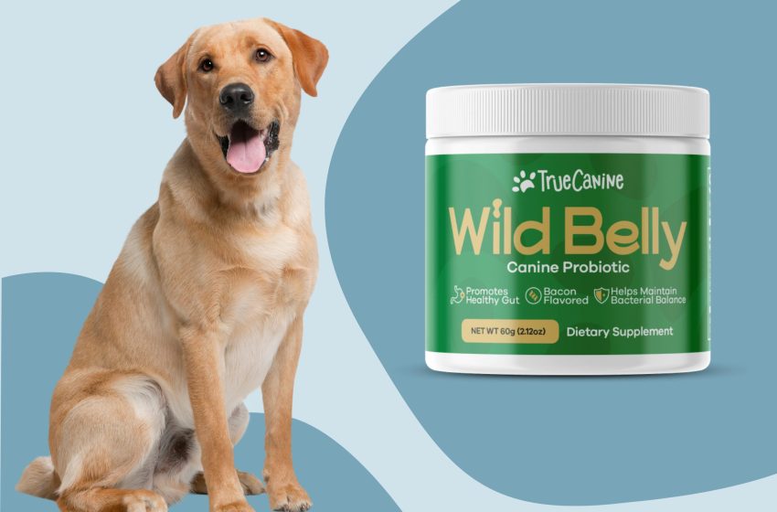  Wild Belly Canine Probiotic Reviews 2023: Does it Really Work?