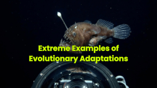 Extreme Examples of Evolutionary Adaptations