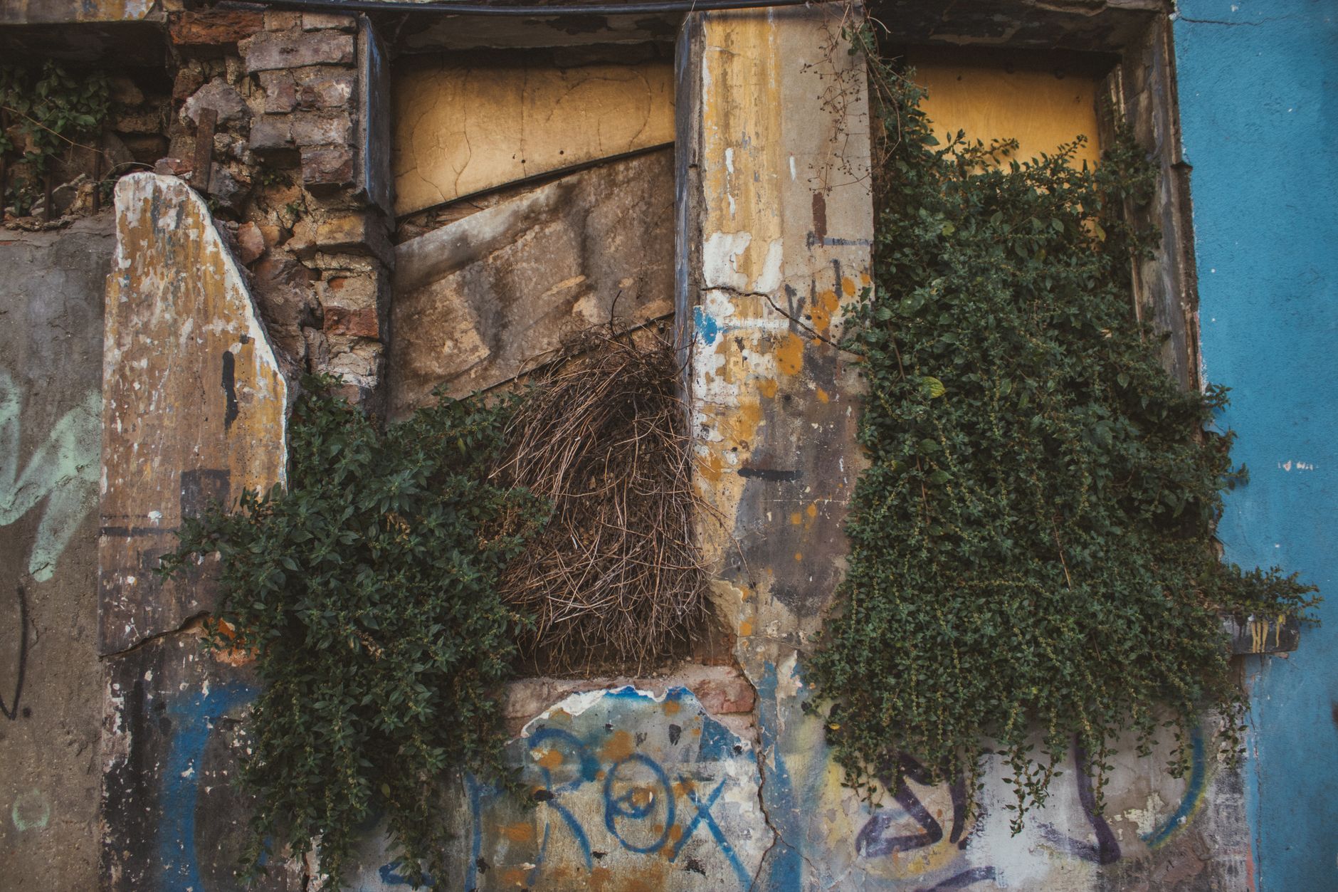 Rustic old wall featuring graffiti and overgrown ivy, showcasing urban decay and nature