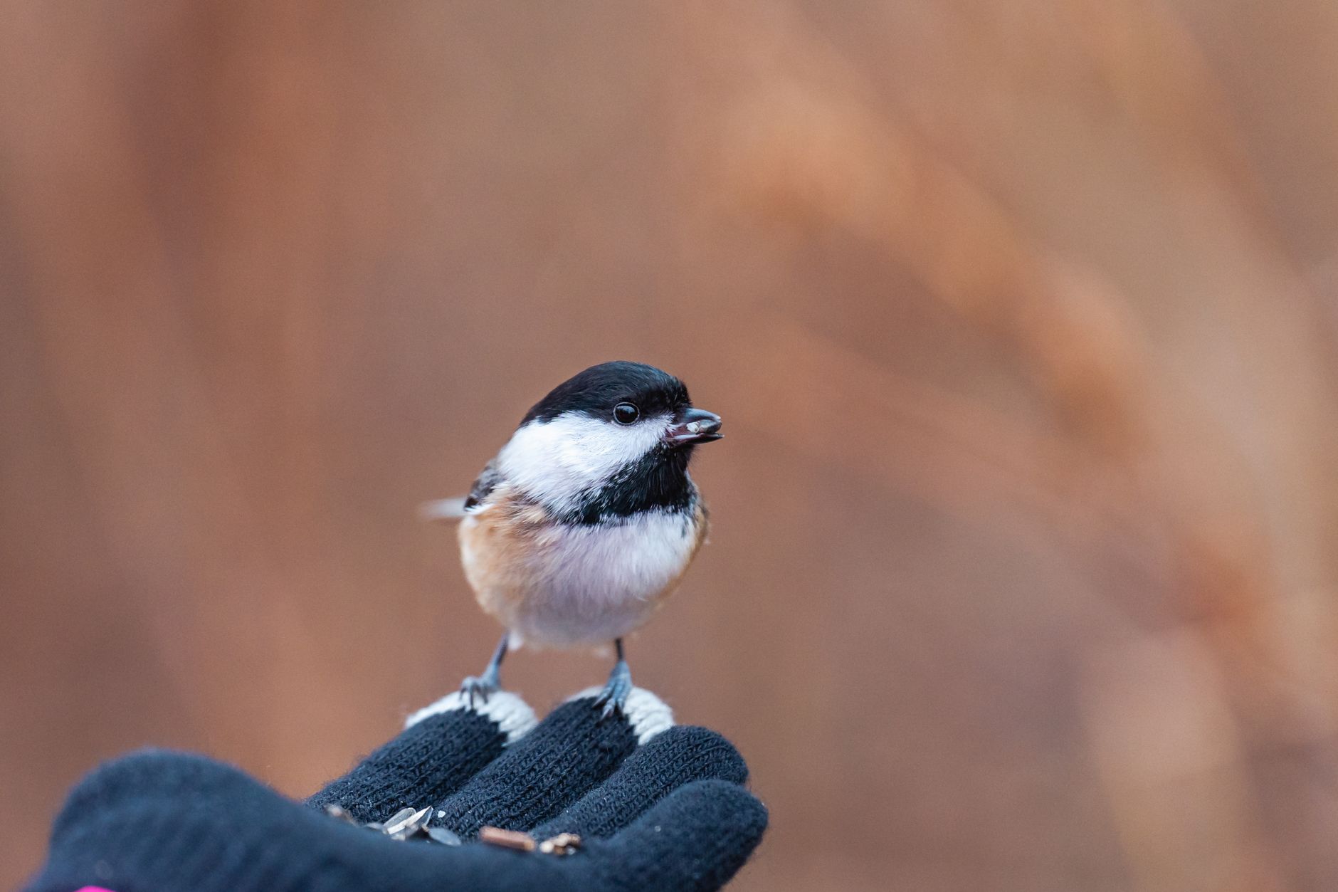 Close-up of a black-capped chickadee perched on a gloved hand, showcasing wildlife interaction.