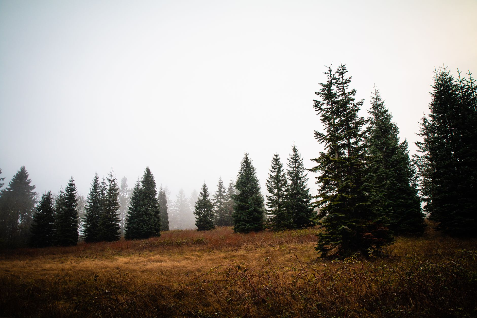 Serene landscape of a misty evergreen forest in Lake Oswego, Oregon.