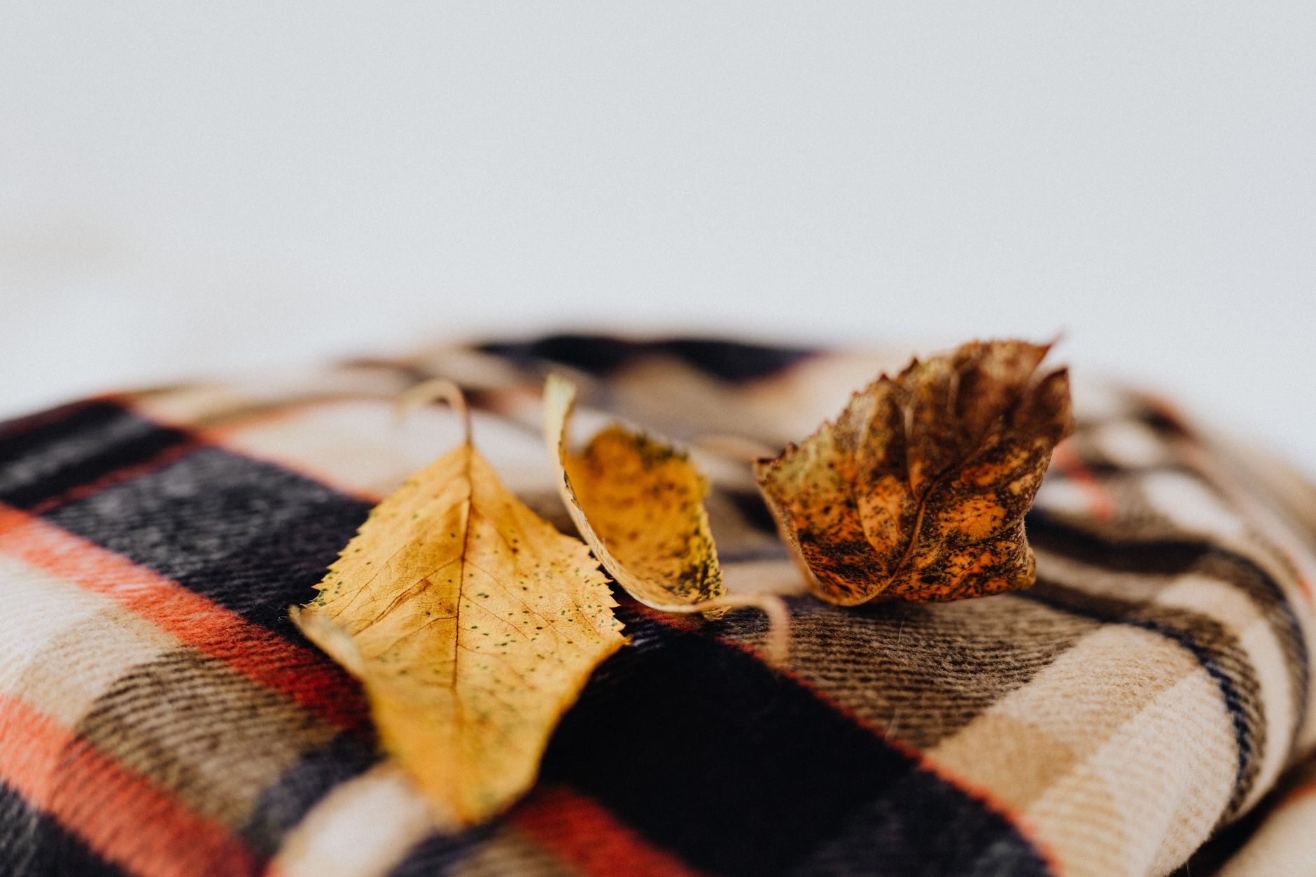 Warm autumn leaves resting on a plaid fabric, showcasing fall textures and tones.