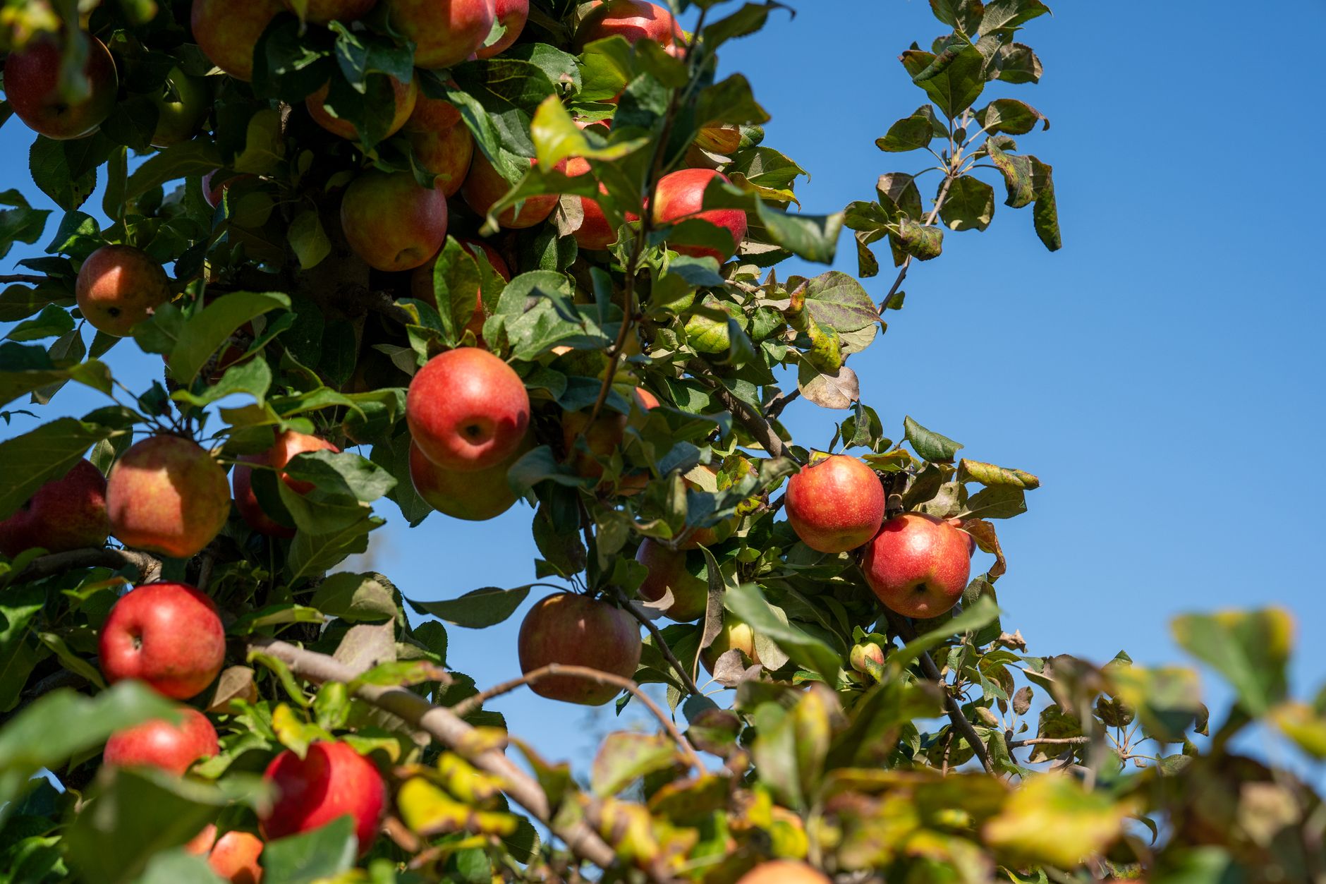 Vibrant red apples hanging from a tree branch under a clear blue sky.