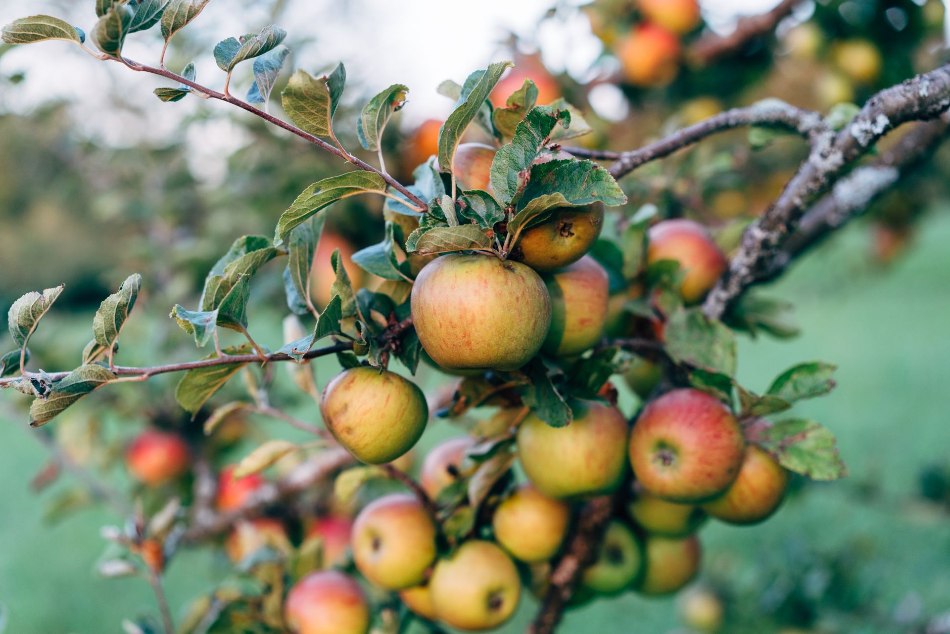 Close-up of ripe apples hanging on a tree branch in an orchard during fall.