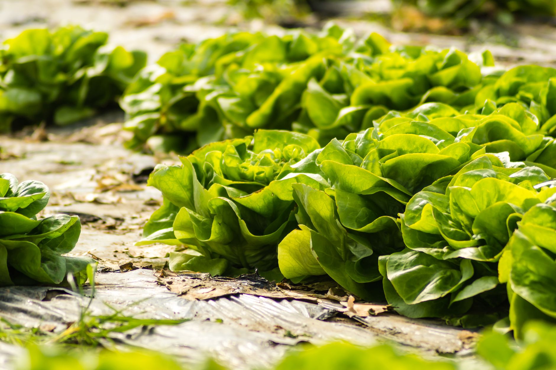 Close-up of vibrant lettuce plants in a sunny Serbian farm field.