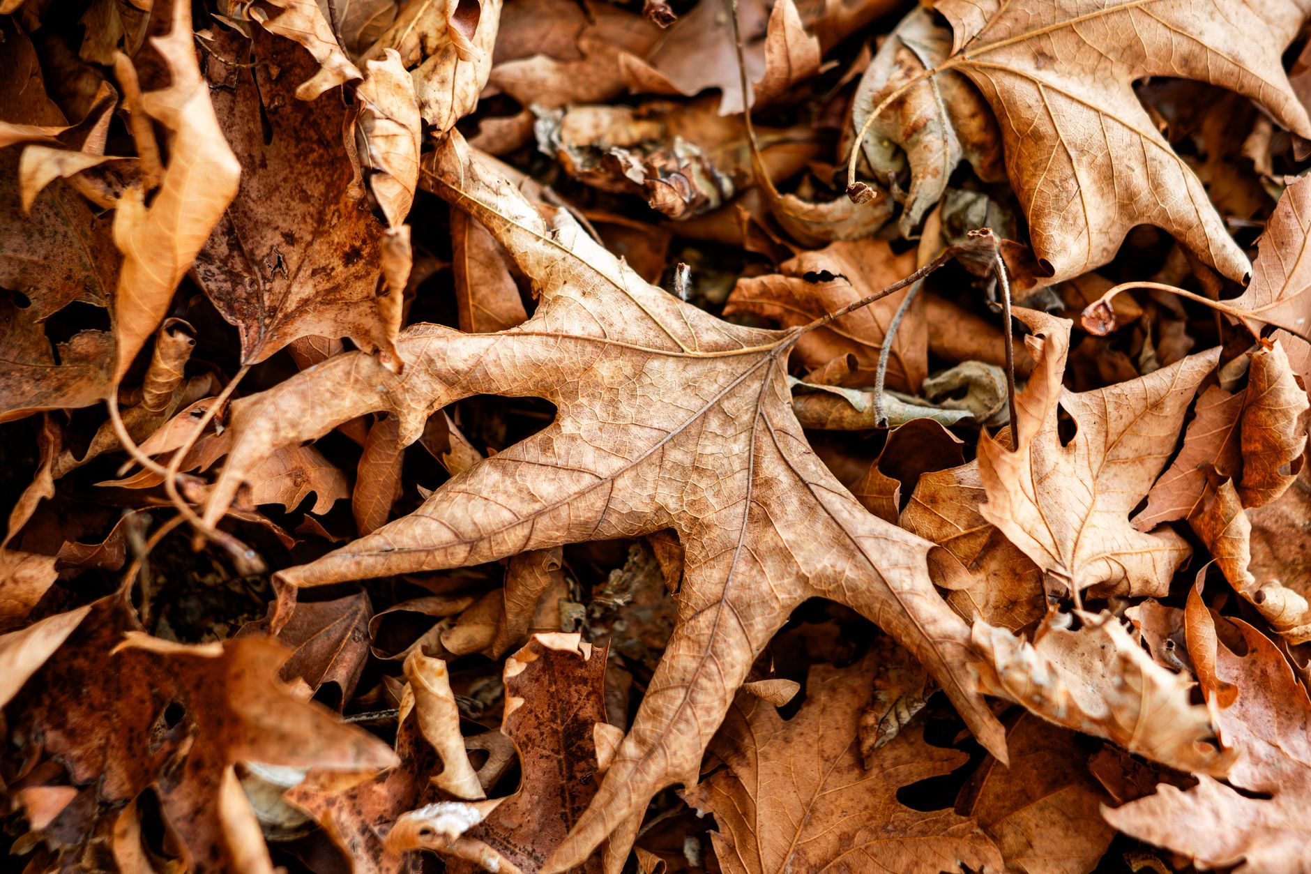 Detailed view of brown autumn oak leaves scattered on the forest floor.