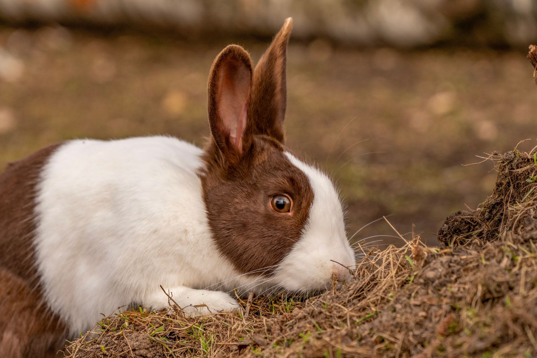 A close-up view of a brown and white rabbit in an outdoor setting, capturing its curious nature.